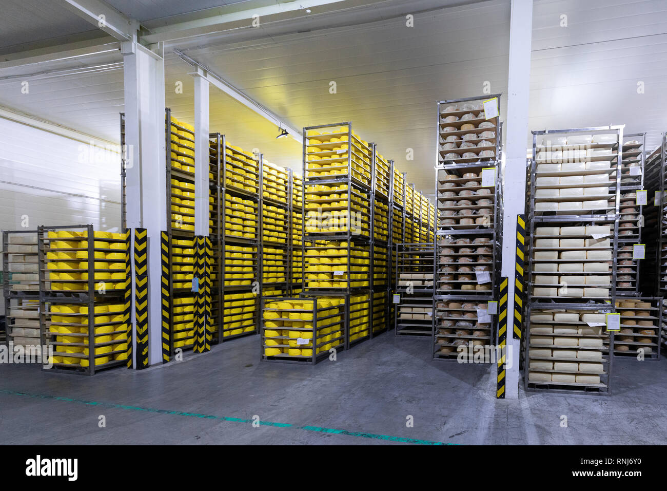 shelves with cheese at a cheese warehouse Stock Photo Alamy