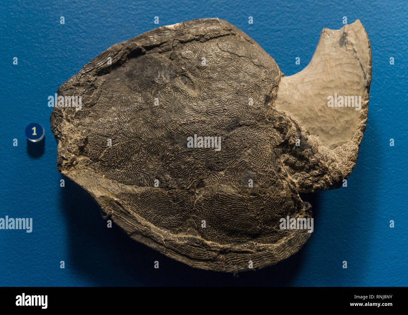 Fossil fish. The Field Museum, Chicago, Illinois, USA Stock Photo Alamy