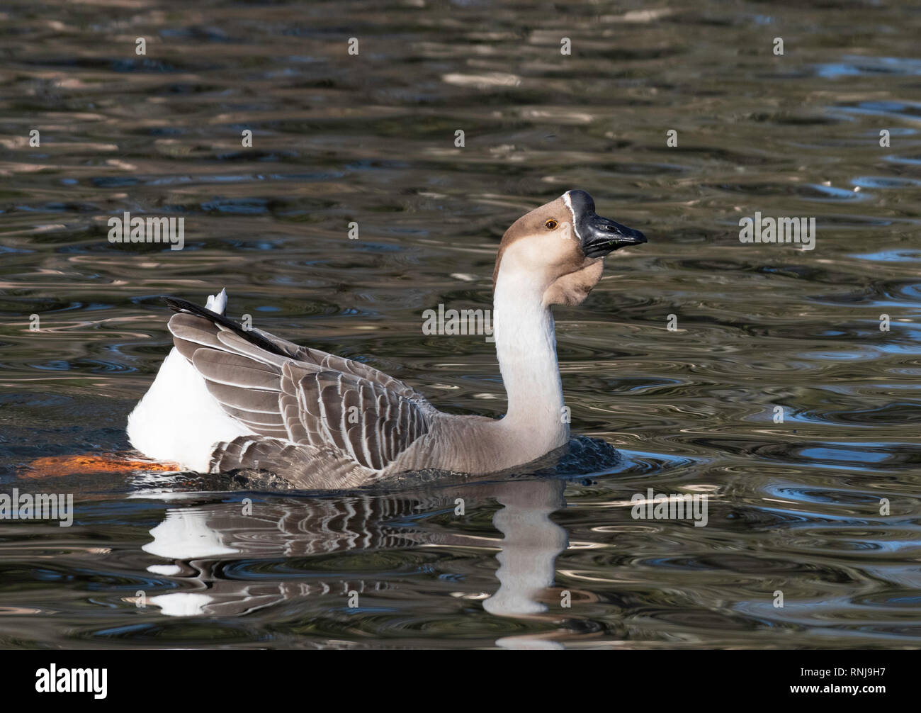 A Chinese goose, Anser cygnoides, swims in a duck pond in Shreveport, La. Stock Photo