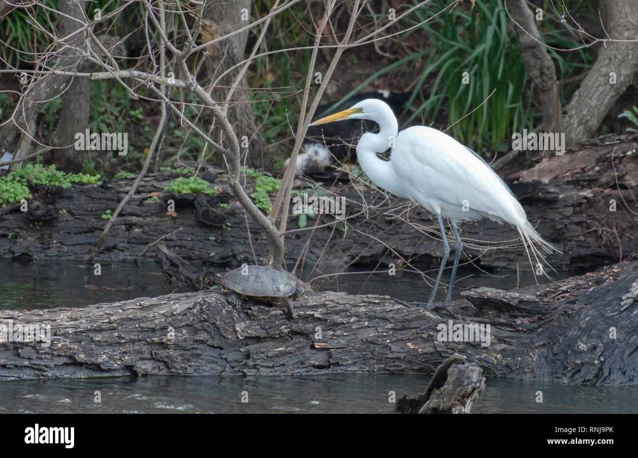 A great egret, Ardea alba, shares a log in a pond with a red-eared slider turtle, Trachemys scripta elegans, in Shreveport, La., U.S.A. Stock Photo