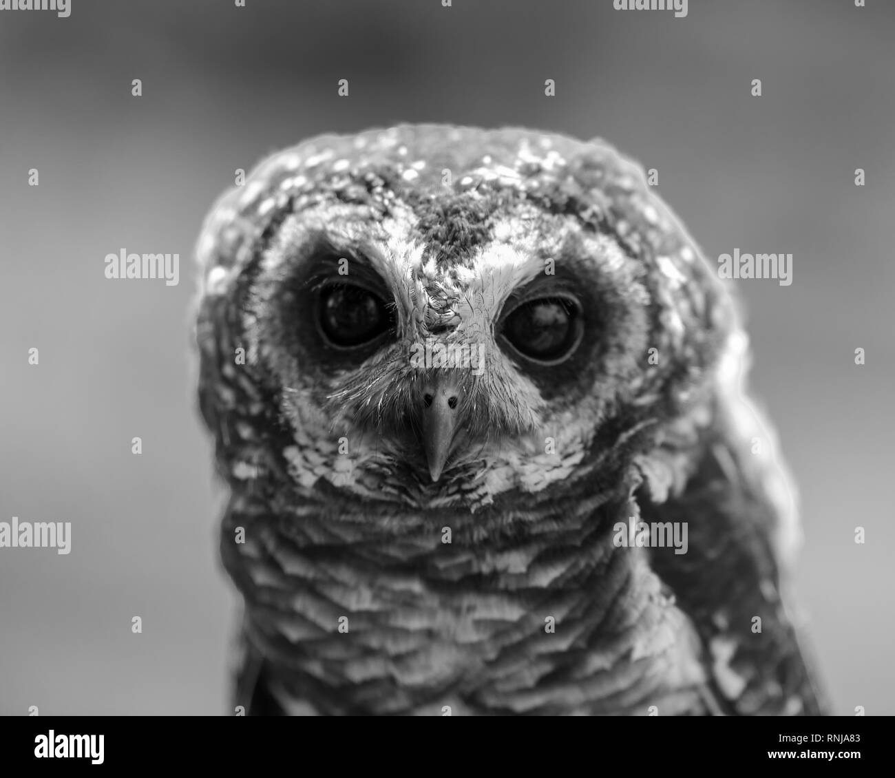 A closeup view of a male African Wood Owl during a flying show at the African Raptor Centre, Natal Midlands, South Africa. Stock Photo