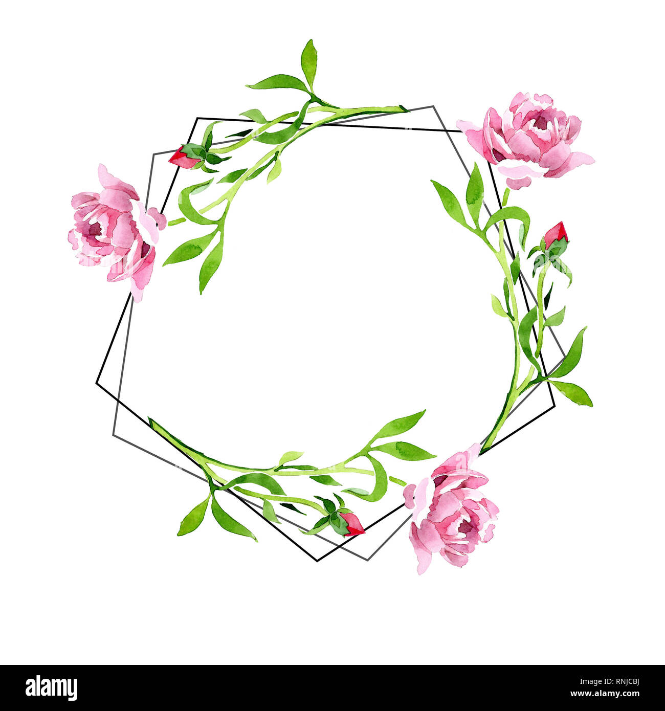 Pink rose ornament botanical flower. Watercolor background illustration