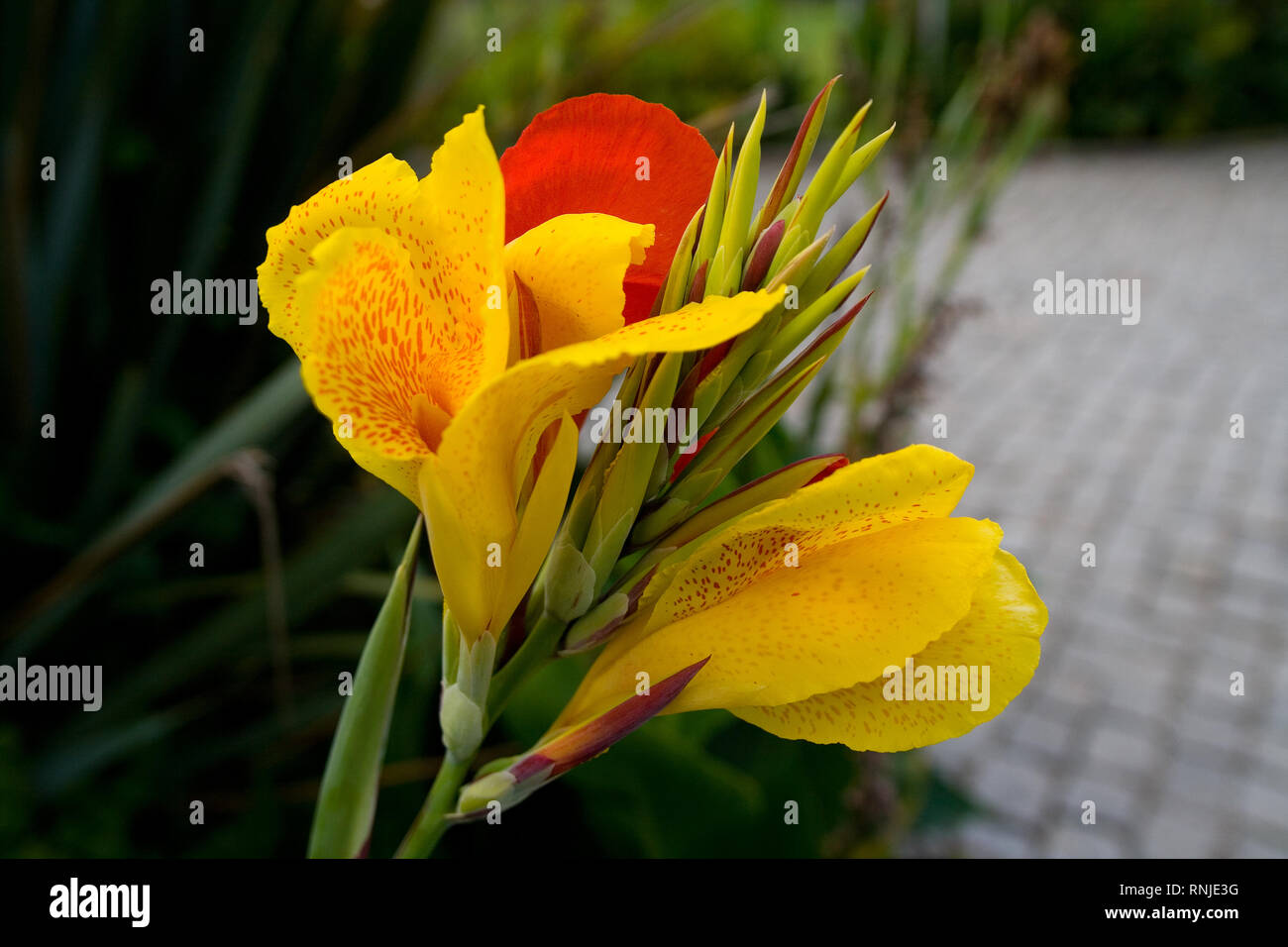 Beautiful colorful exotic flower Canna closeup. Flora tropics. Stock Photo