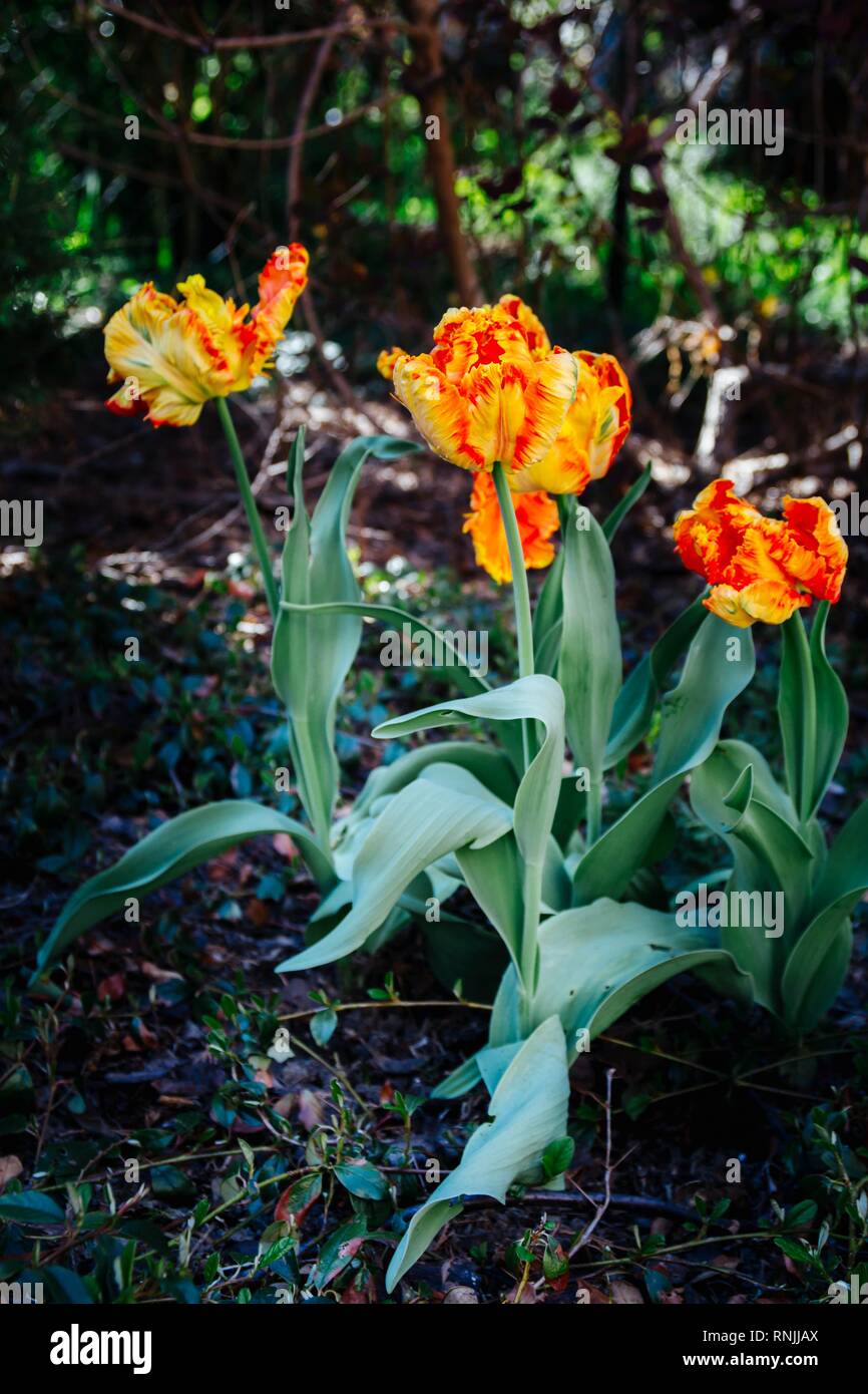 parrot tulips blooming in the garden Stock Photo