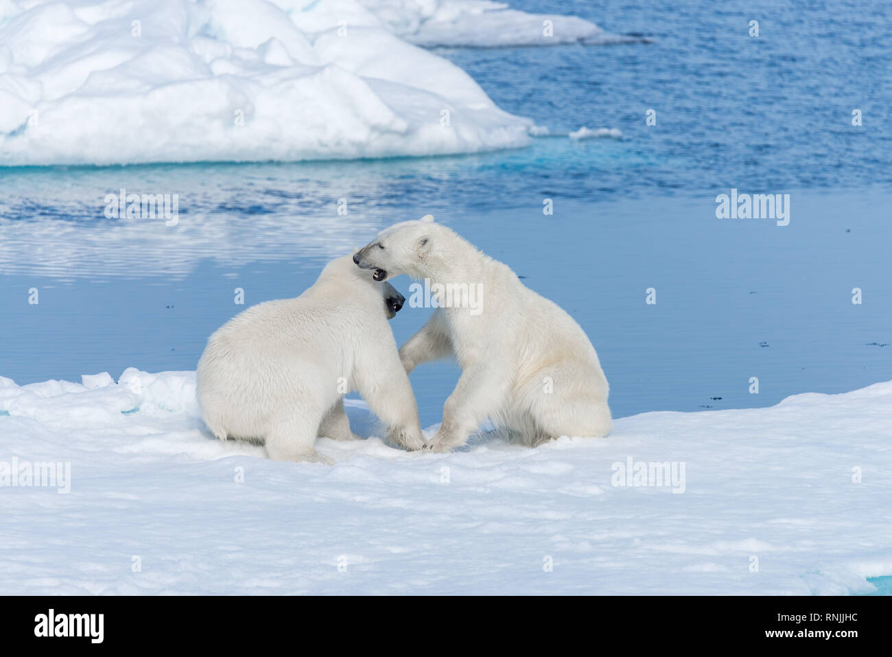 two-young-wild-polar-bear-cubs-playing-on-pack-ice-in-arctic-sea-north
