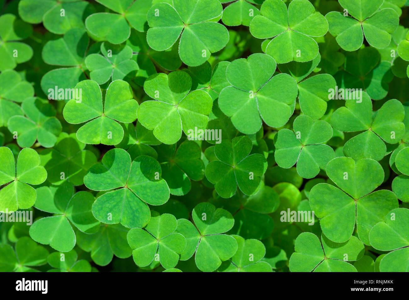 Natural green background with fresh three-leaved shamrocks.  St. Patrick's day holiday symbol.  Top View. Stock Photo