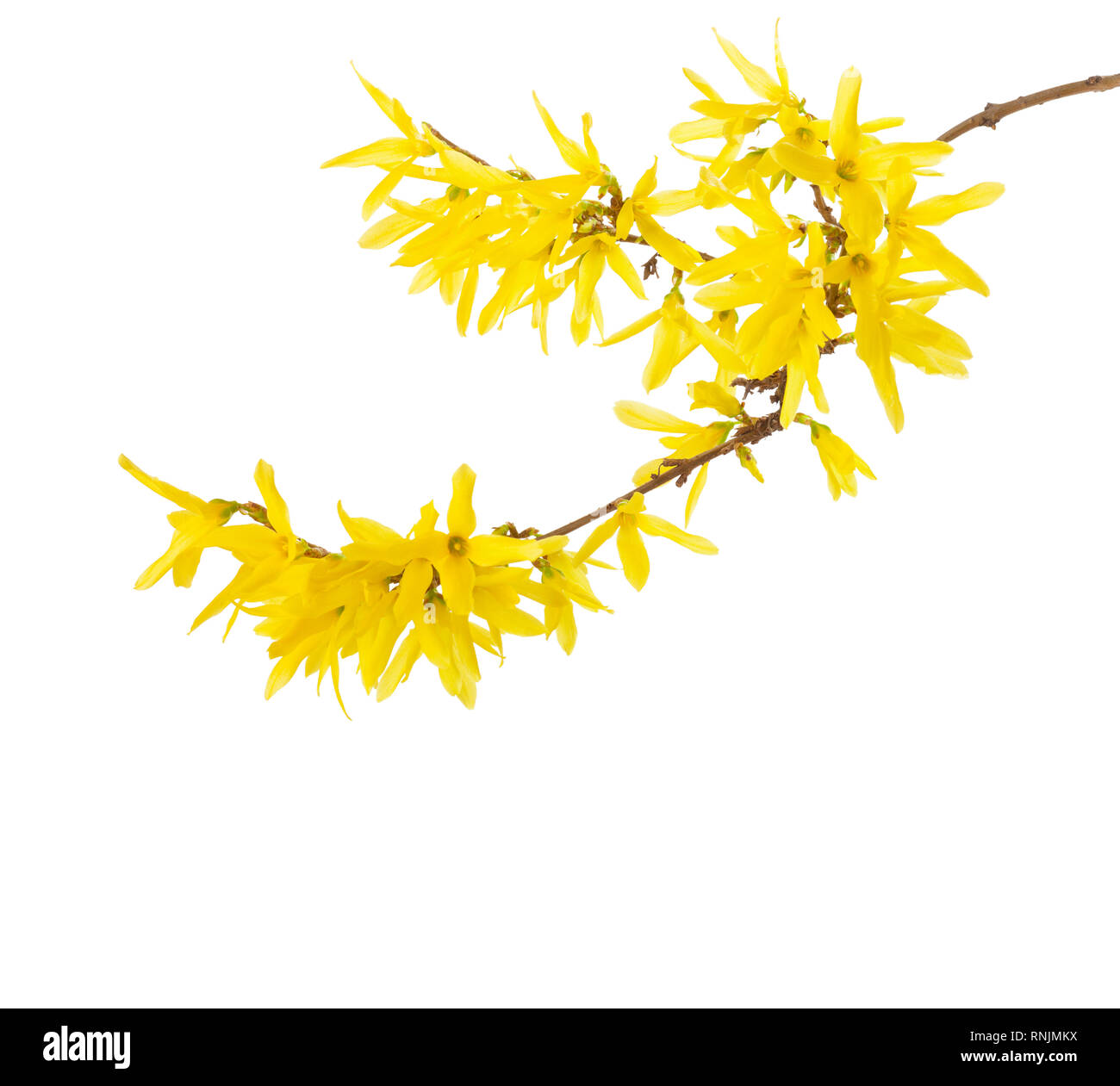 Branch with yellow flowers of Forsythia isolated on white background. Stock Photo