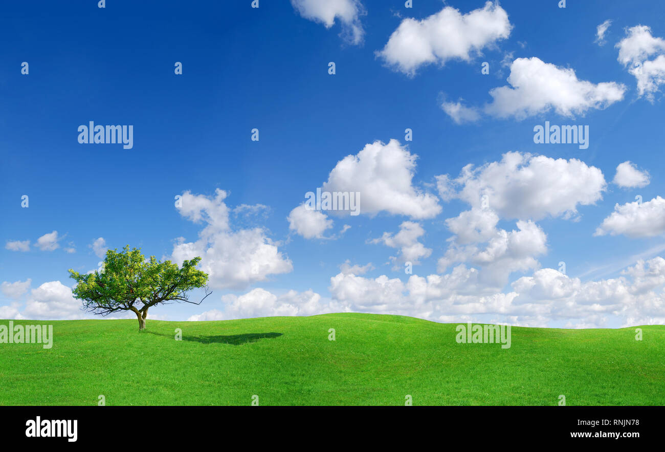 Hill with lonely tree hi-res stock photography and images - Alamy