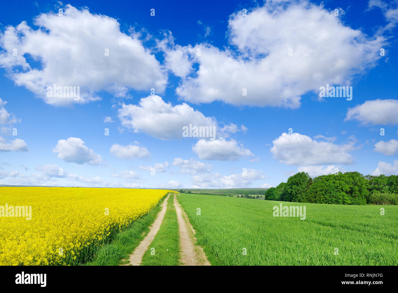 Landscape, dirty road among green fields, blue sky and white clouds in ...