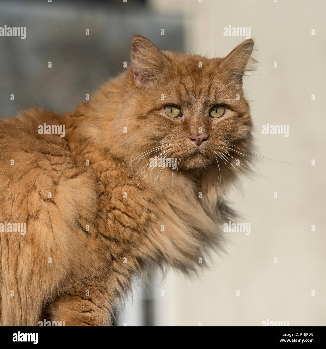 Ginger Maine Coon Cat Stock Photo 237056108 Alamy