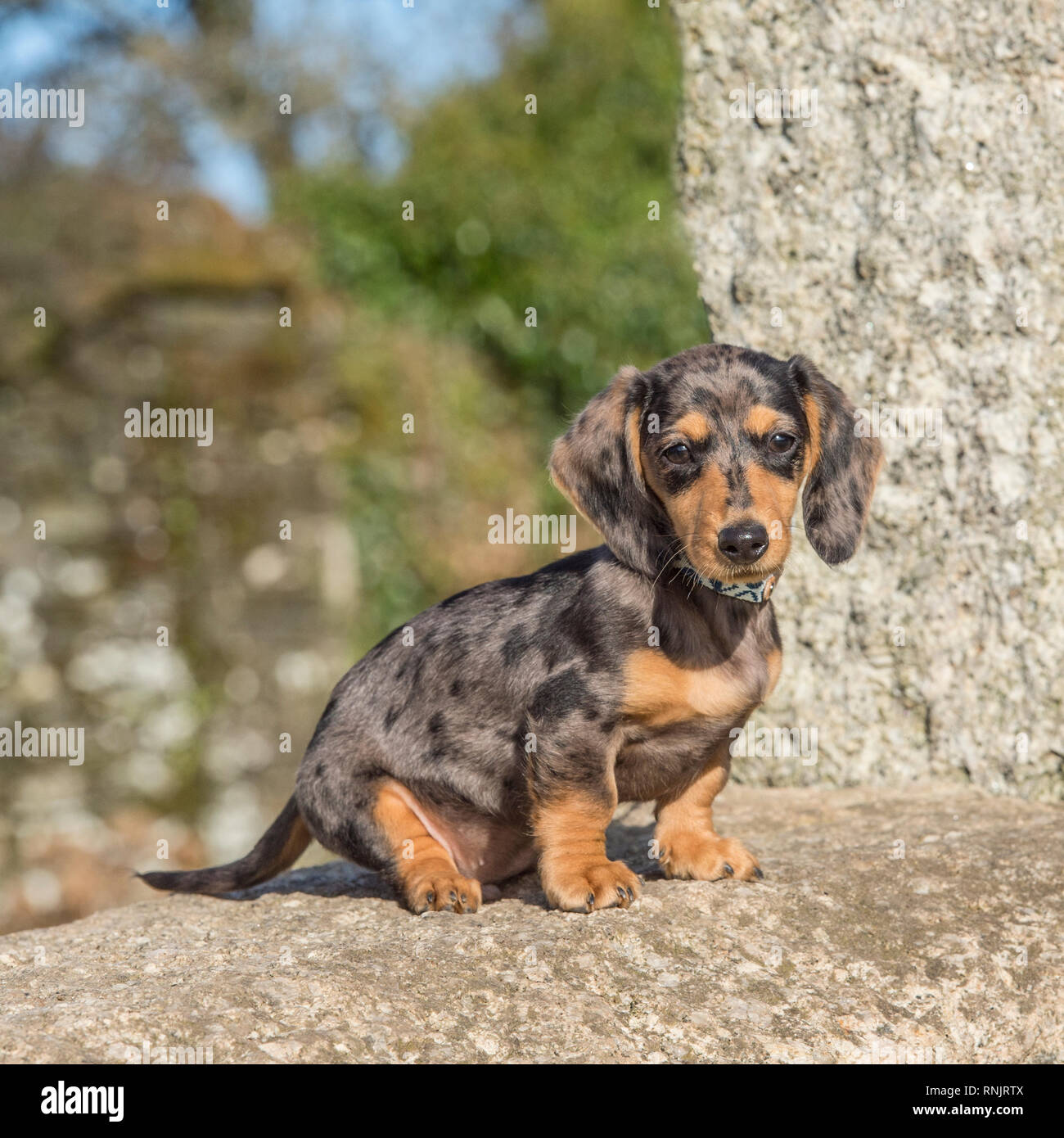 miniature dachshund puppy Stock Photo