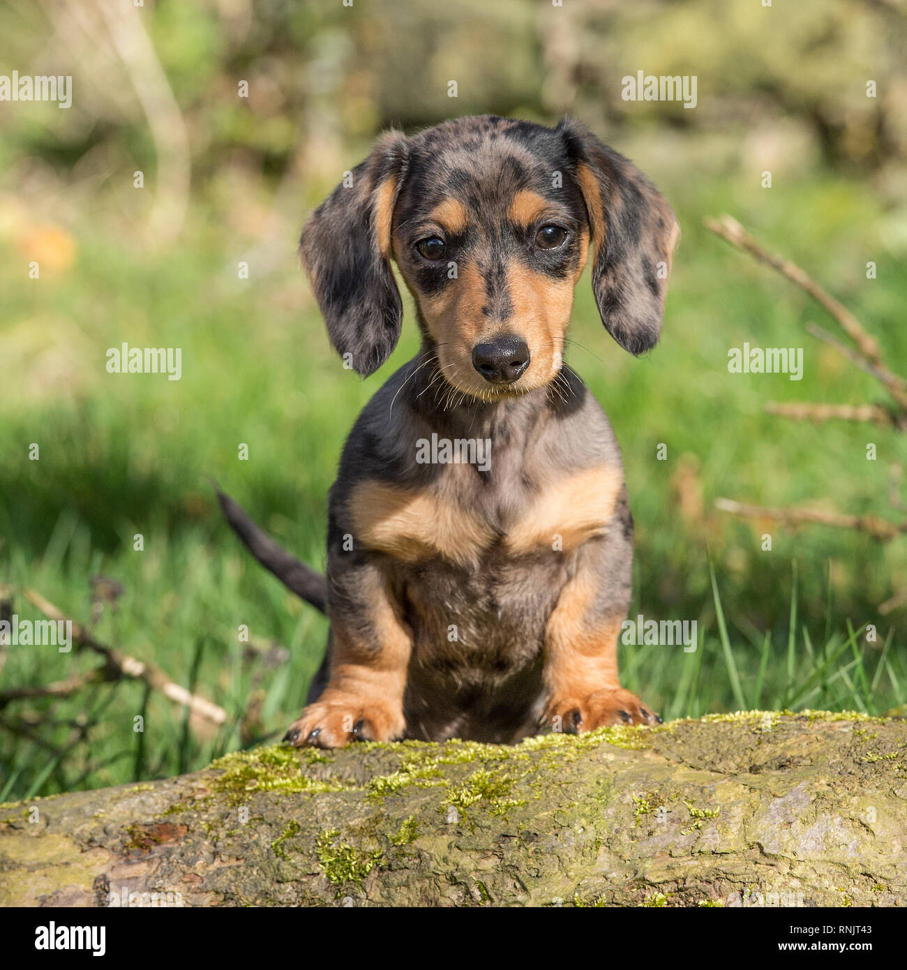 miniature dachshund puppy Stock Photo