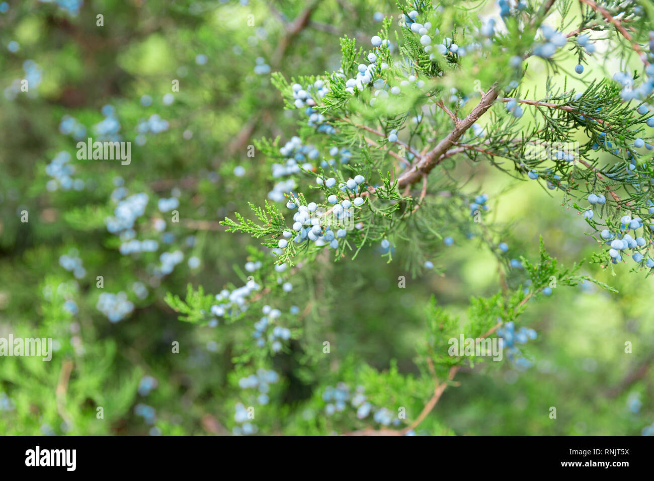 Juniper branch with berries. thuja evergreen coniferous tree close up. Stock Photo