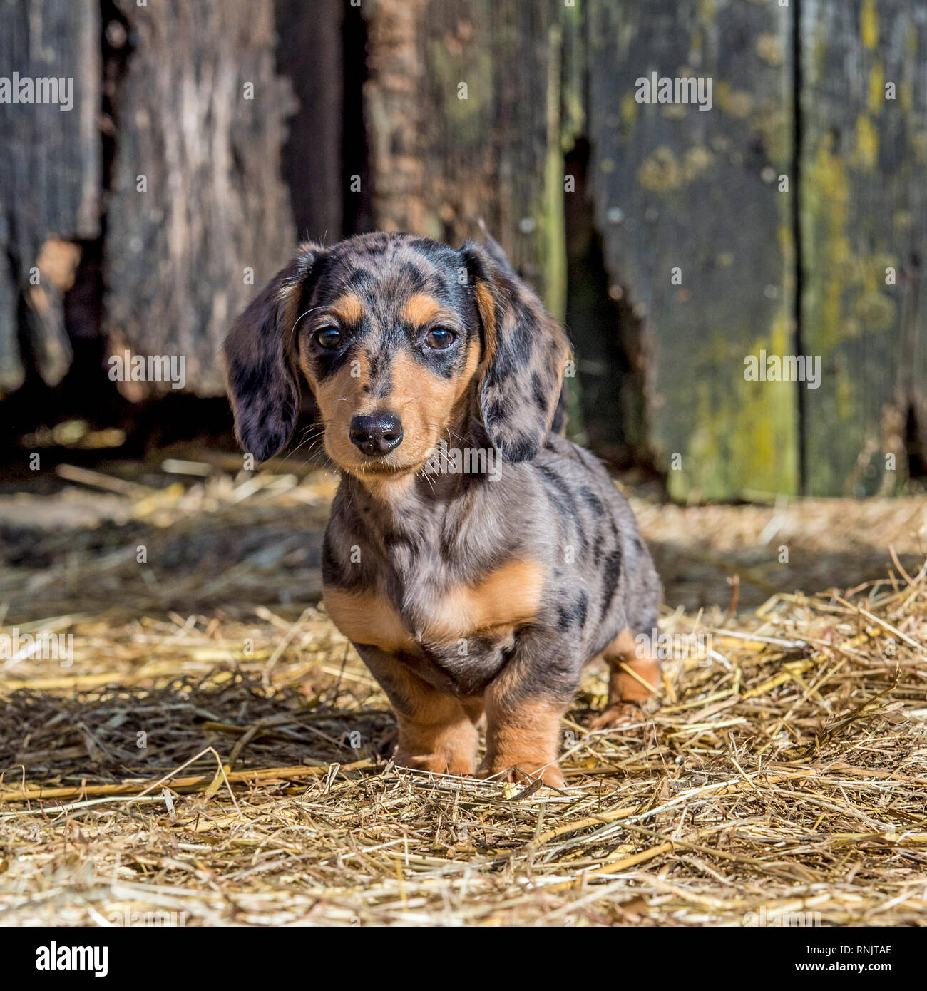 miniature dachshund puppy Stock Photo
