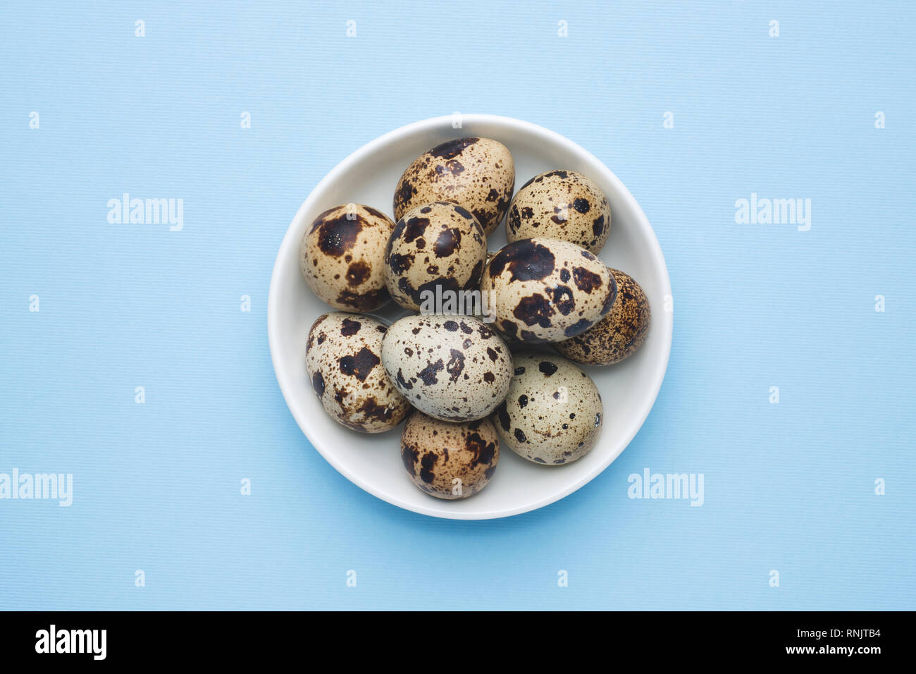 quail eggs on blue background with copy space Stock Photo