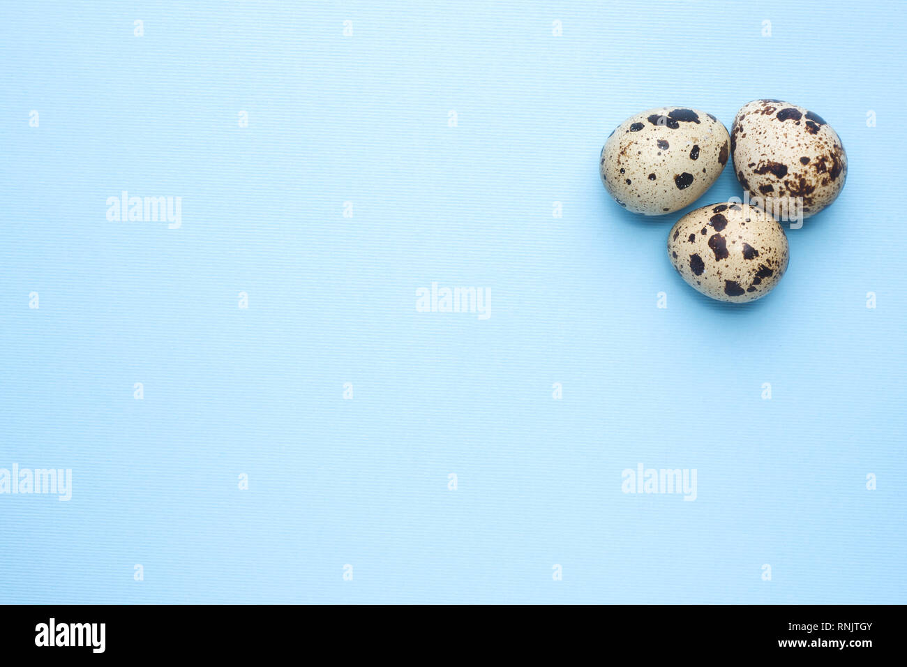 quail eggs on blue background with copy space Stock Photo