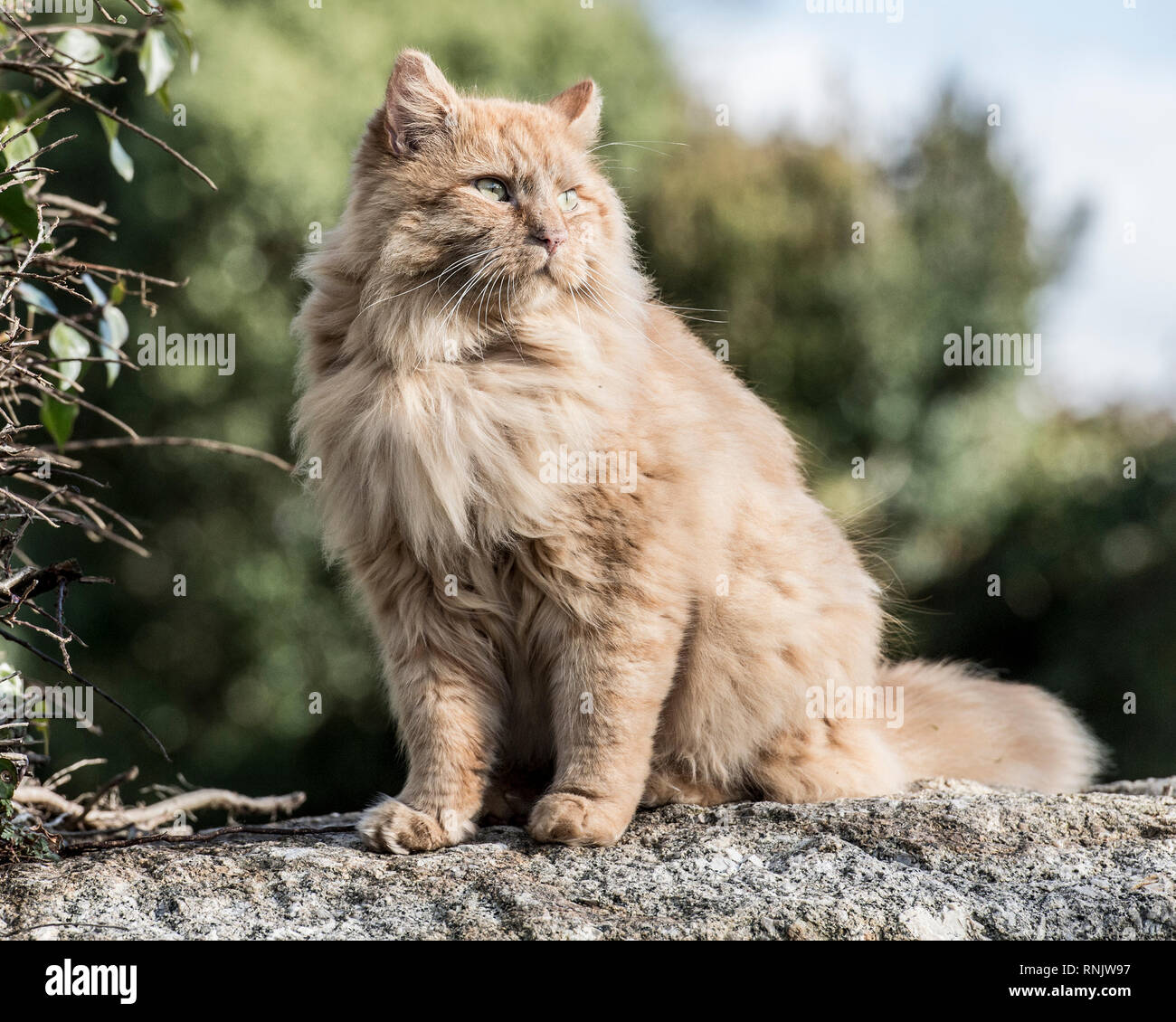 ginger maine coon cat Stock Photo - Alamy