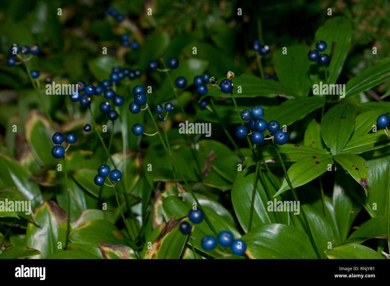 Clintonia fruits upstate new york Stock Photo Alamy