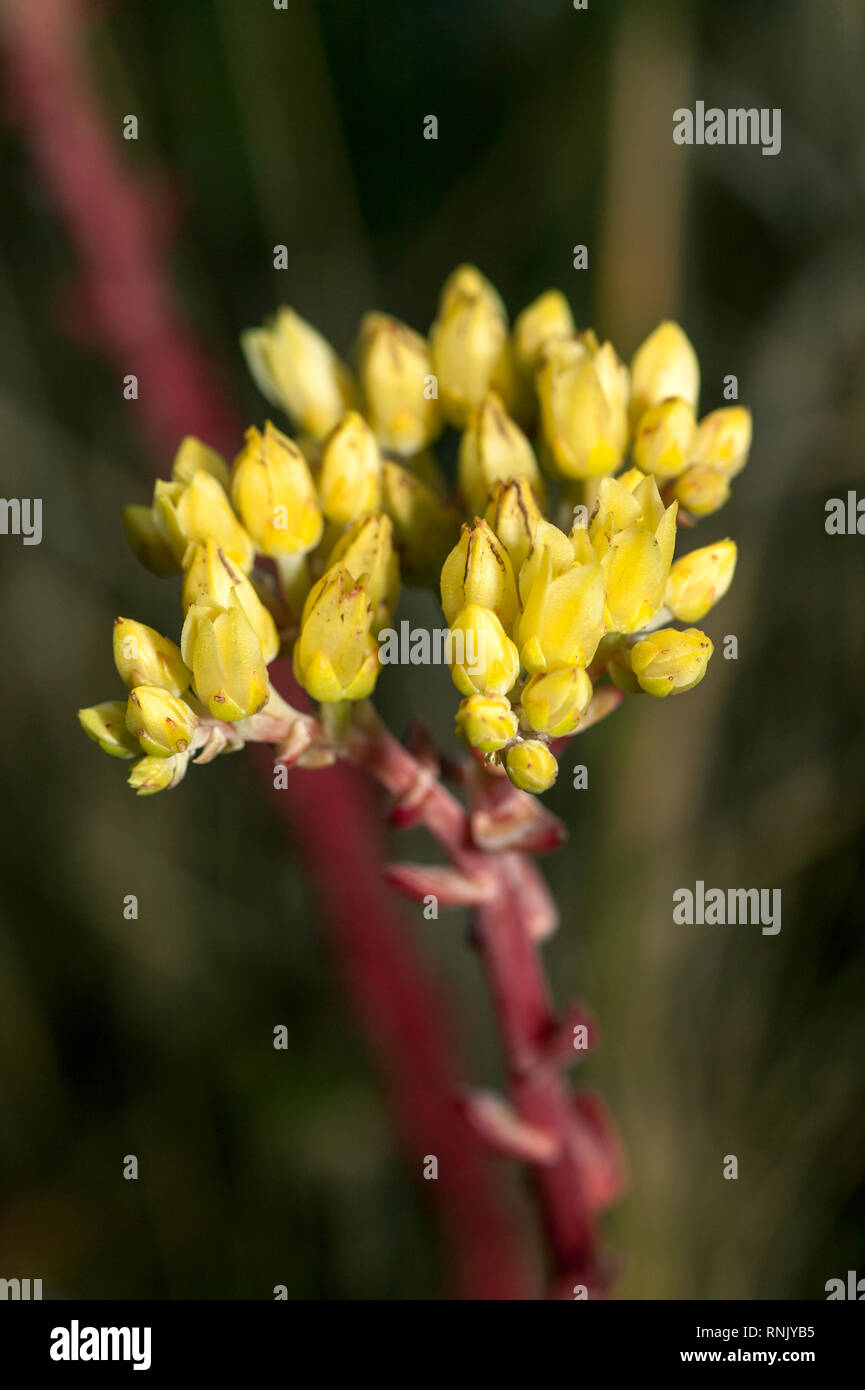Dudleya Farinosa, a species of succulent illegally harvested in the West for export. Stock Photo