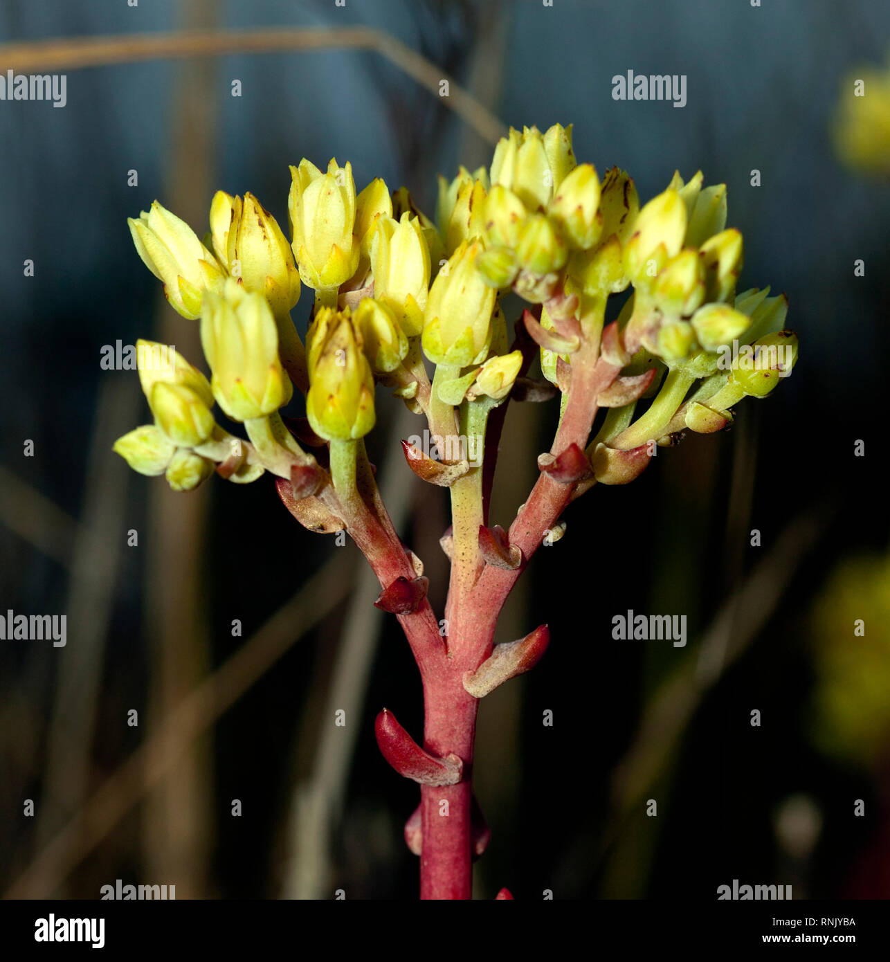 Dudleya Farinosa, a species of succulent illegally harvested in the West for export. Stock Photo