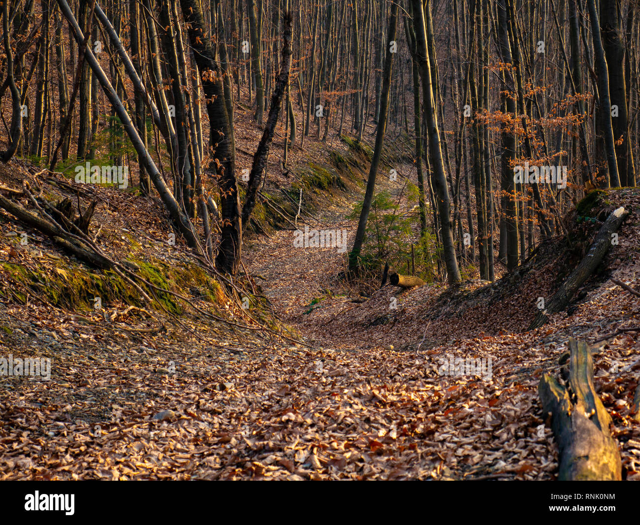 Forest Without Path Very beautiful road in the forest. Trail in the forest. Forest without ...