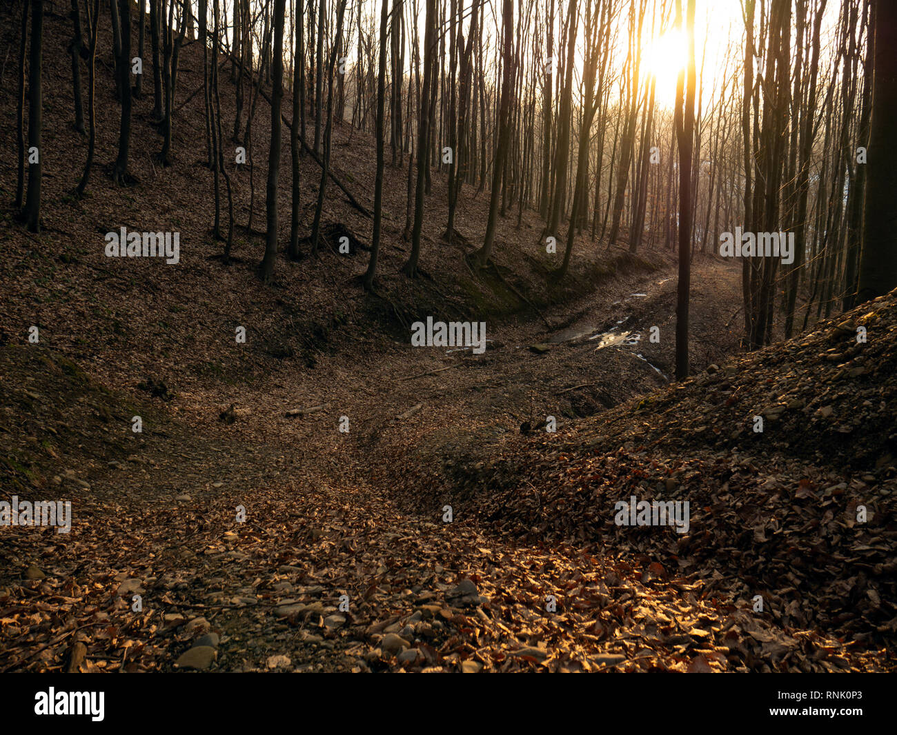 Forest Without Path Very beautiful road in the forest. Trail in the forest. Forest without ...