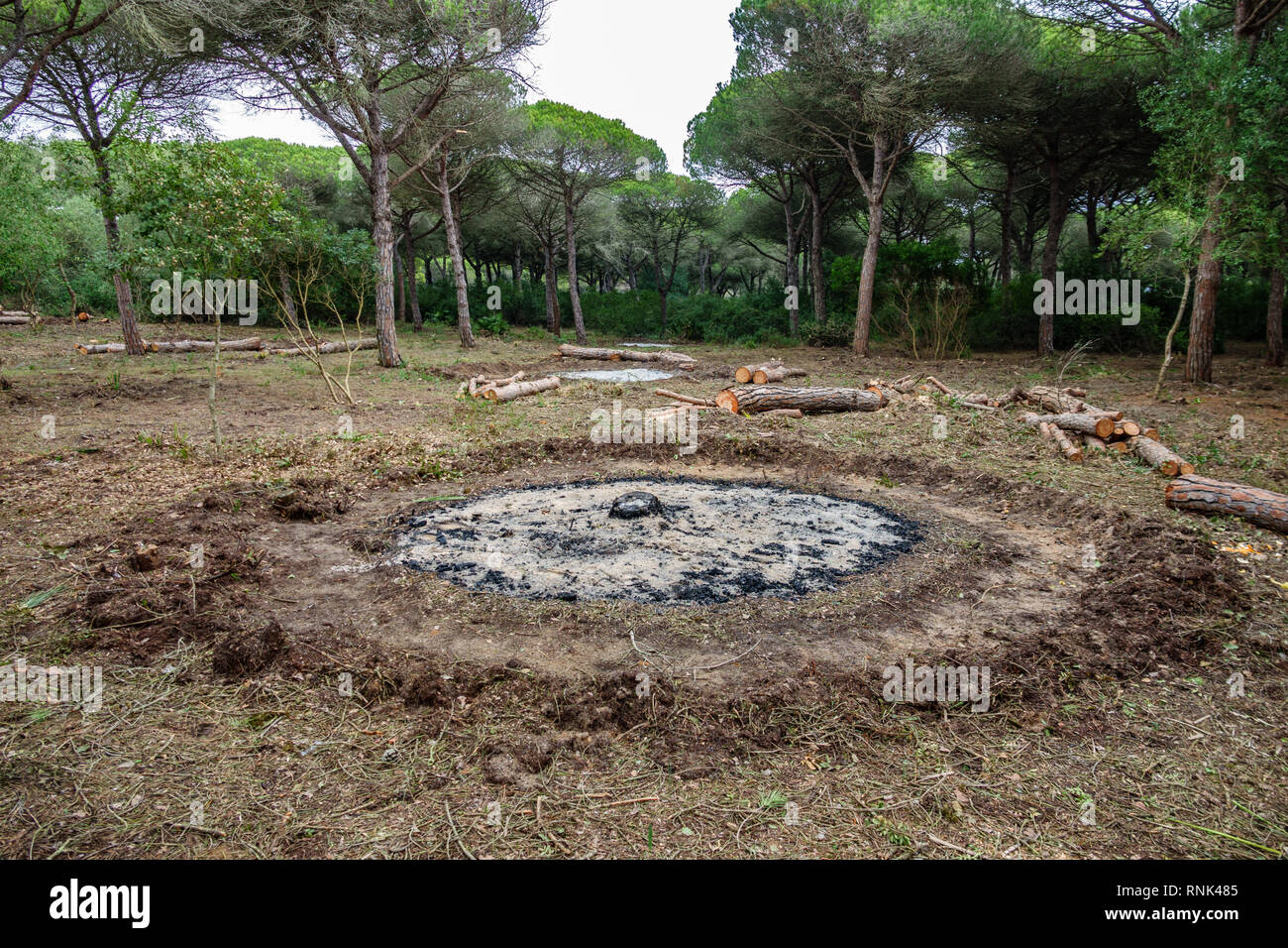 Tree chopped forest hi-res stock photography and images - Alamy