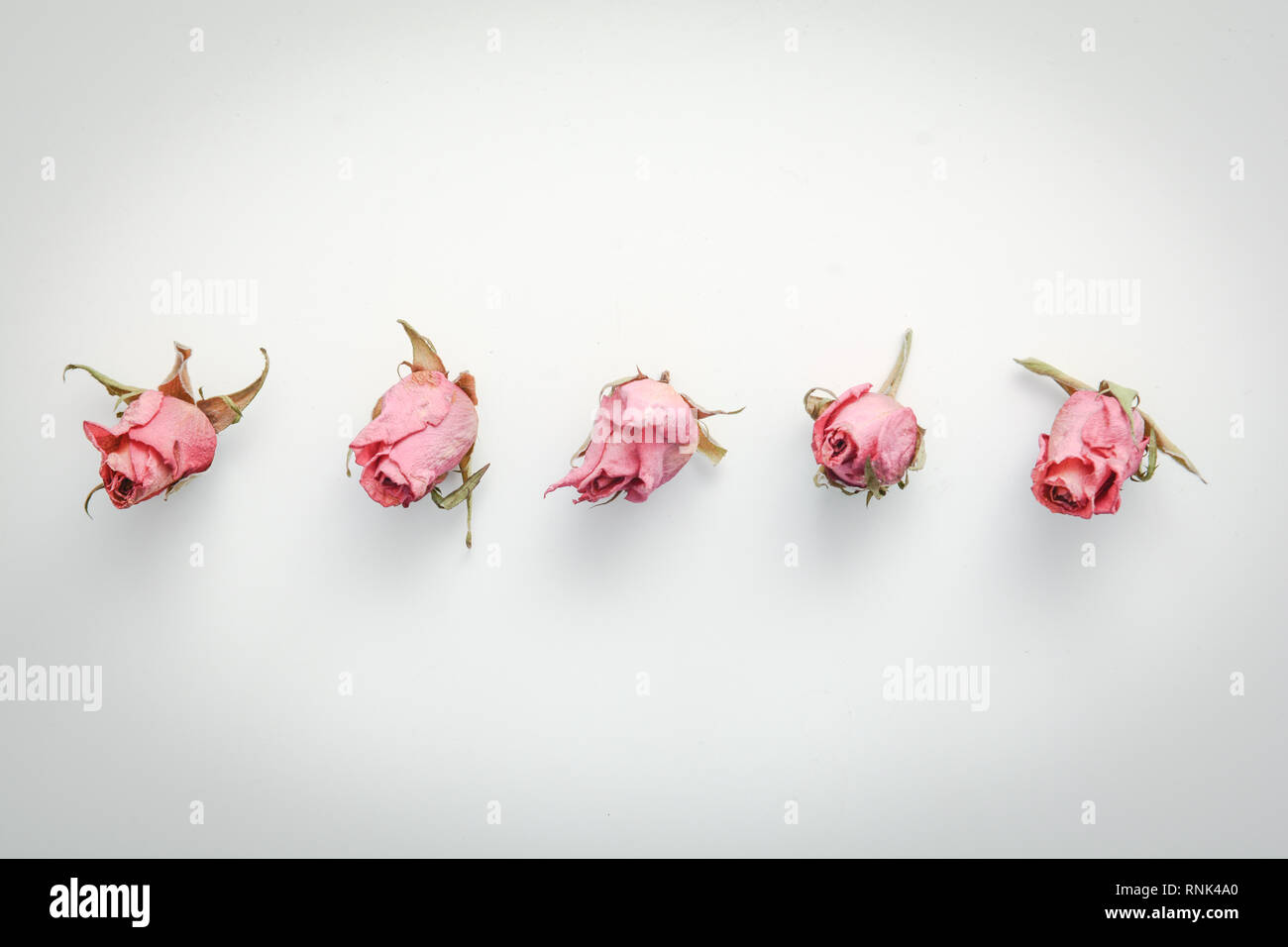 Dried flower still life with rose flowers Stock Photo Alamy