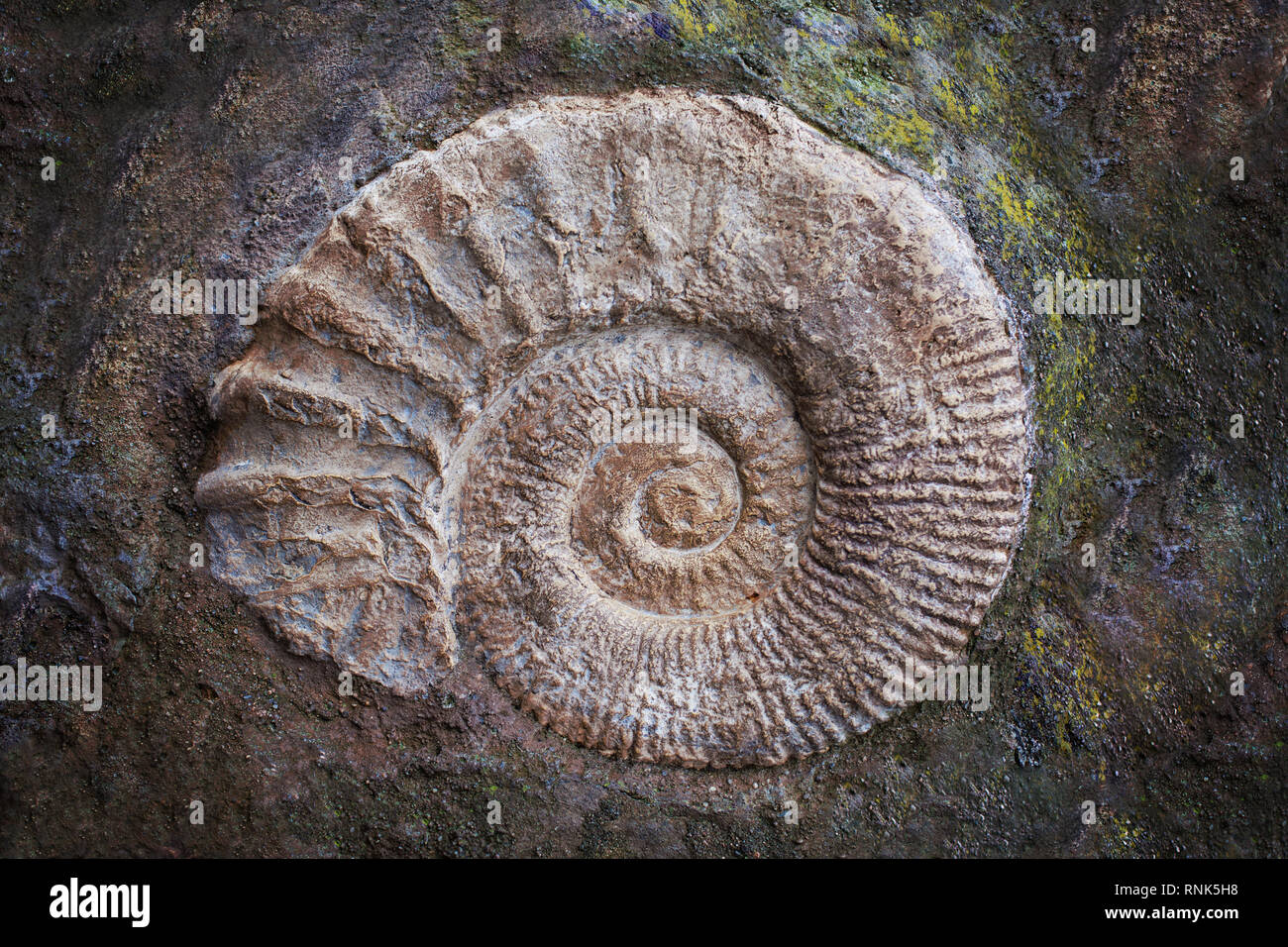 Big ammonite fossil, geological era. Archeology and paleontology