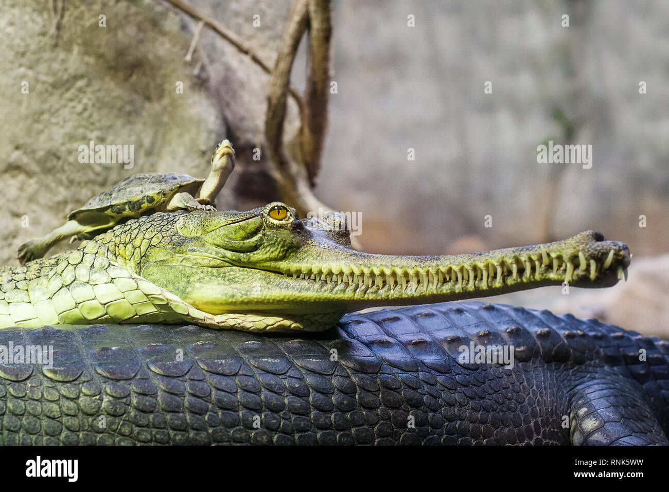 Gharial indian crocodile having a rest in the water and turtle resting on a gharial head Stock Photo