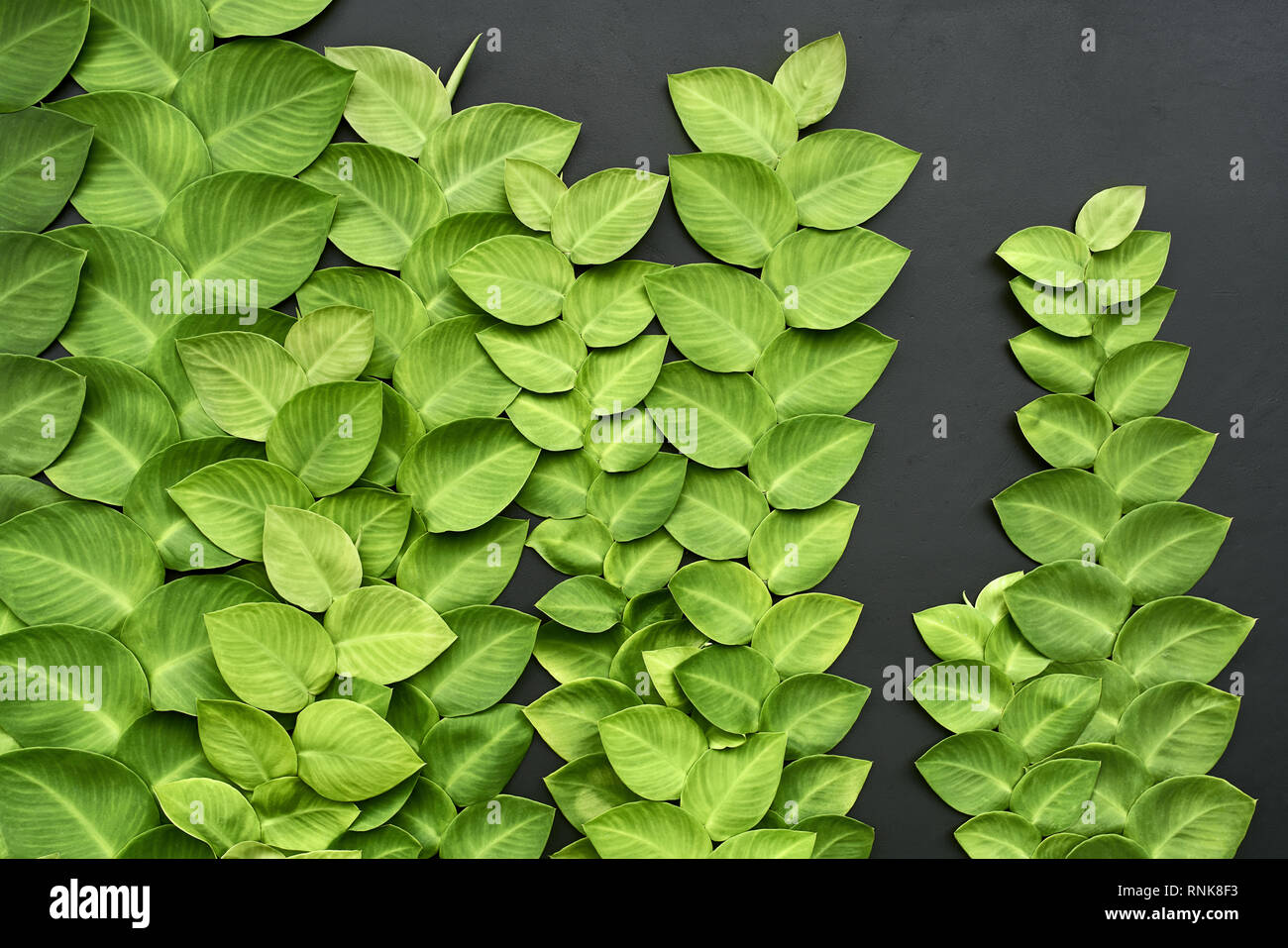 Beautiful green leaves of creeper plants on the dark wall. Closeup horizontal photo. Stock Photo