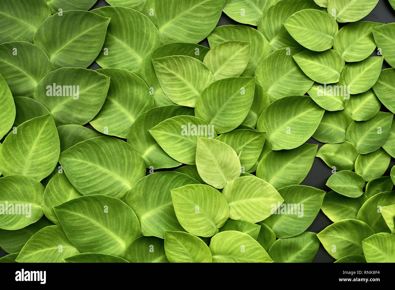Textured green leaves of creeper plants on the dark wall. Closeup horizontal photo. Stock Photo