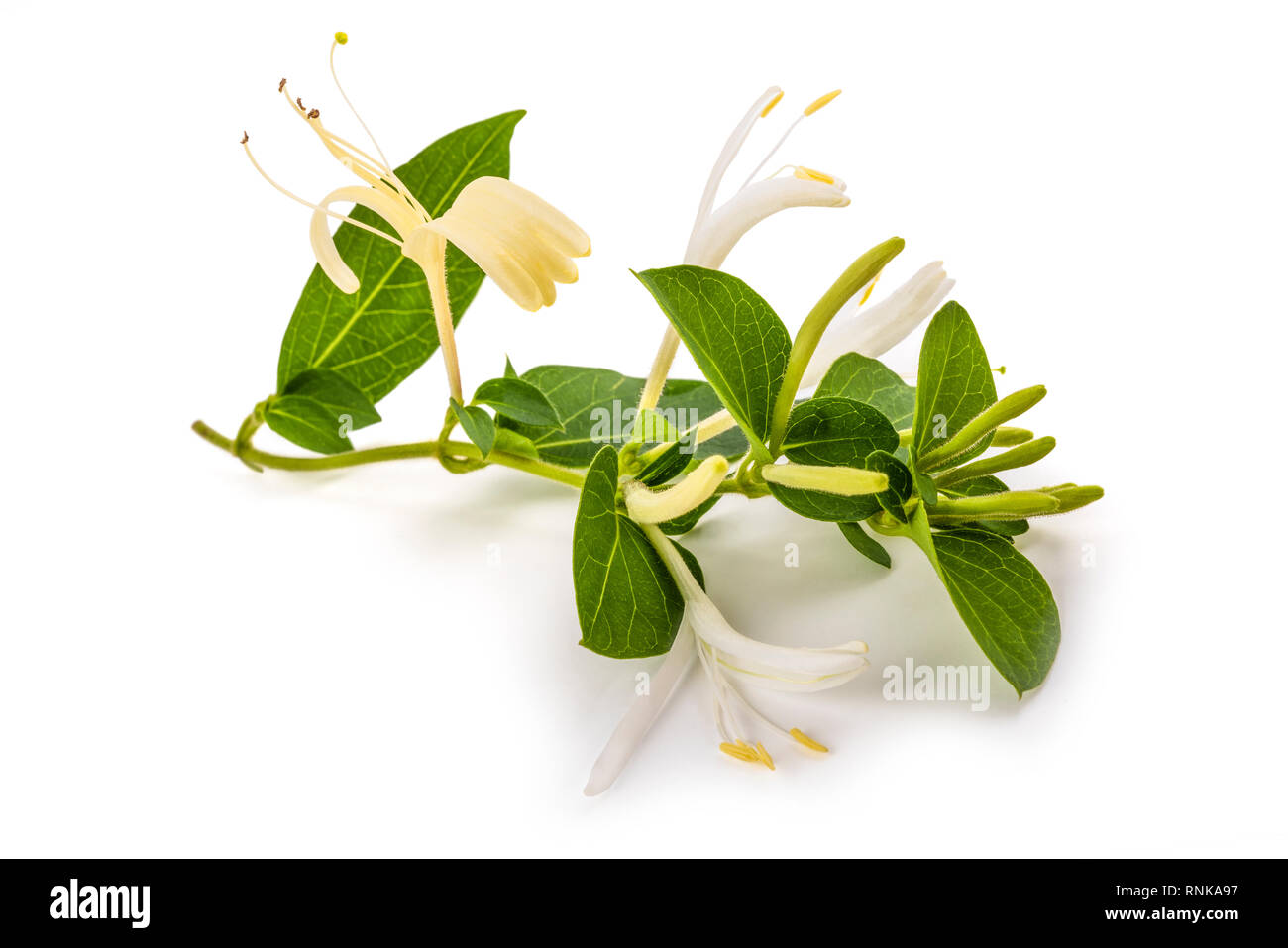 honeysuckle with flowers and leaves isolated on white background Stock ...