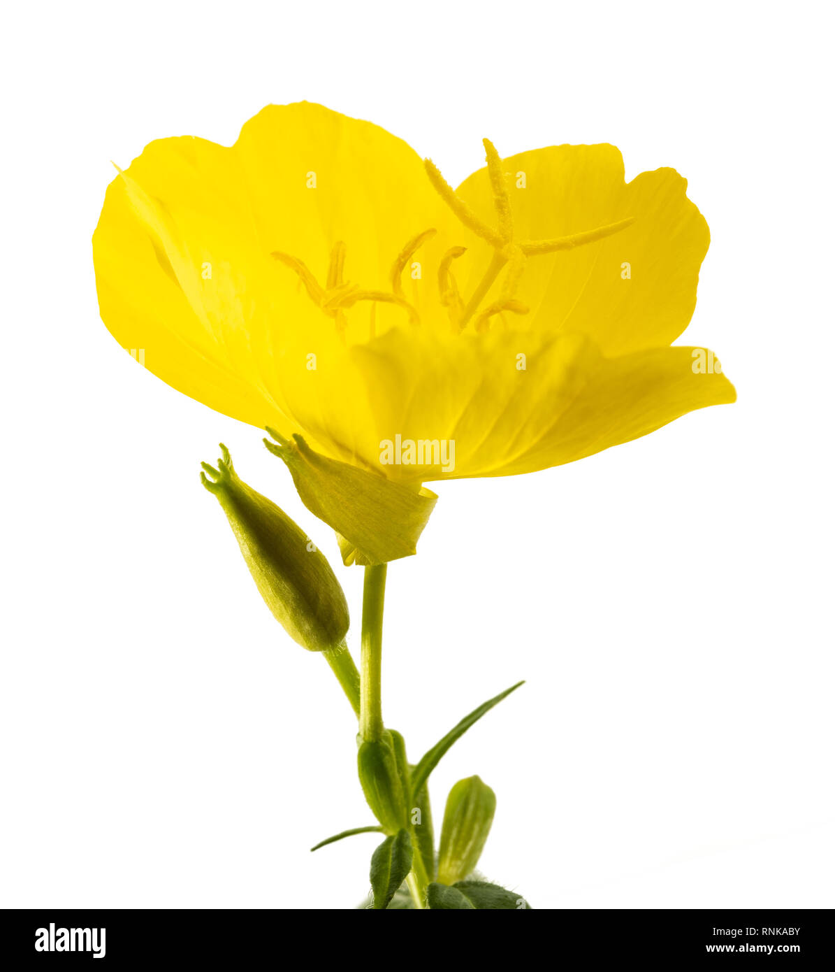 common evening primrose flowers isolated on white Stock Photo