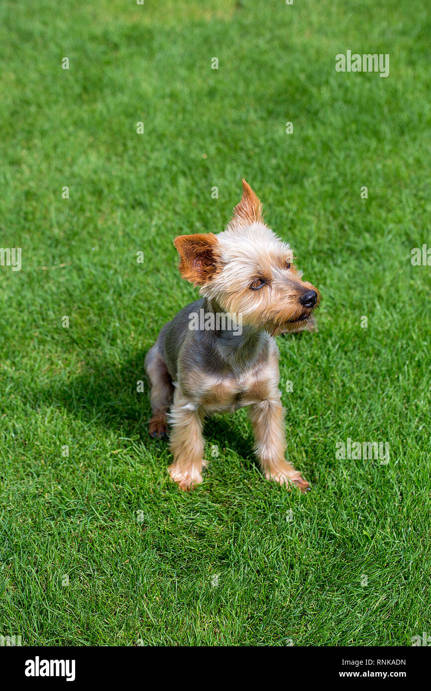 Adorable Australian Silky Terrier posing on fresh mowed lawn in summer day. Dog sitting on fresh cut grass waiting for the command. Stock Photo