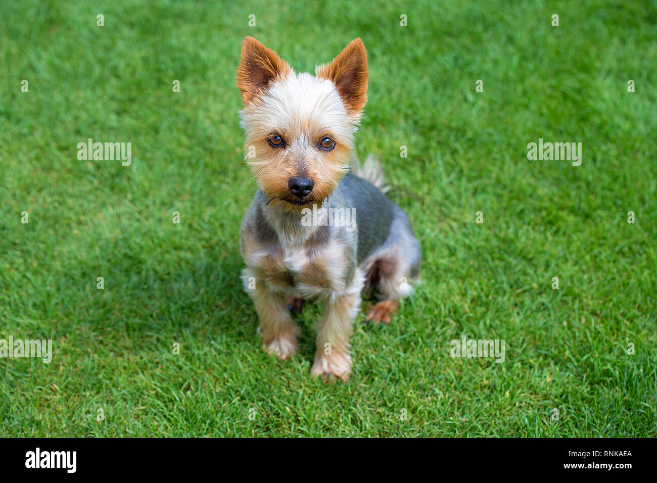 Adorable Australian Silky Terrier posing on fresh mowed lawn in summer day. Dog sitting on fresh cut grass waiting for the command. Stock Photo