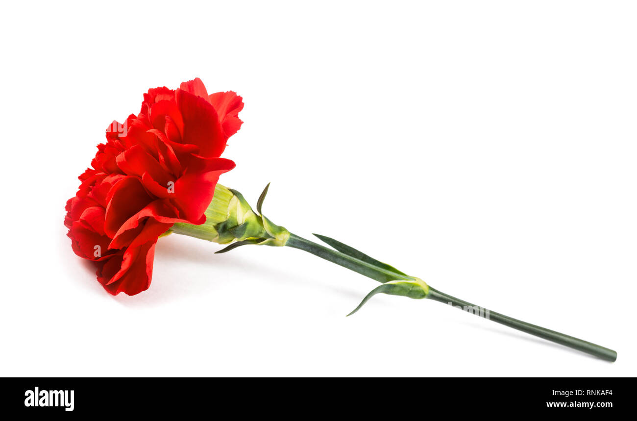Red carnation flower isolated on white background Stock Photo - Alamy