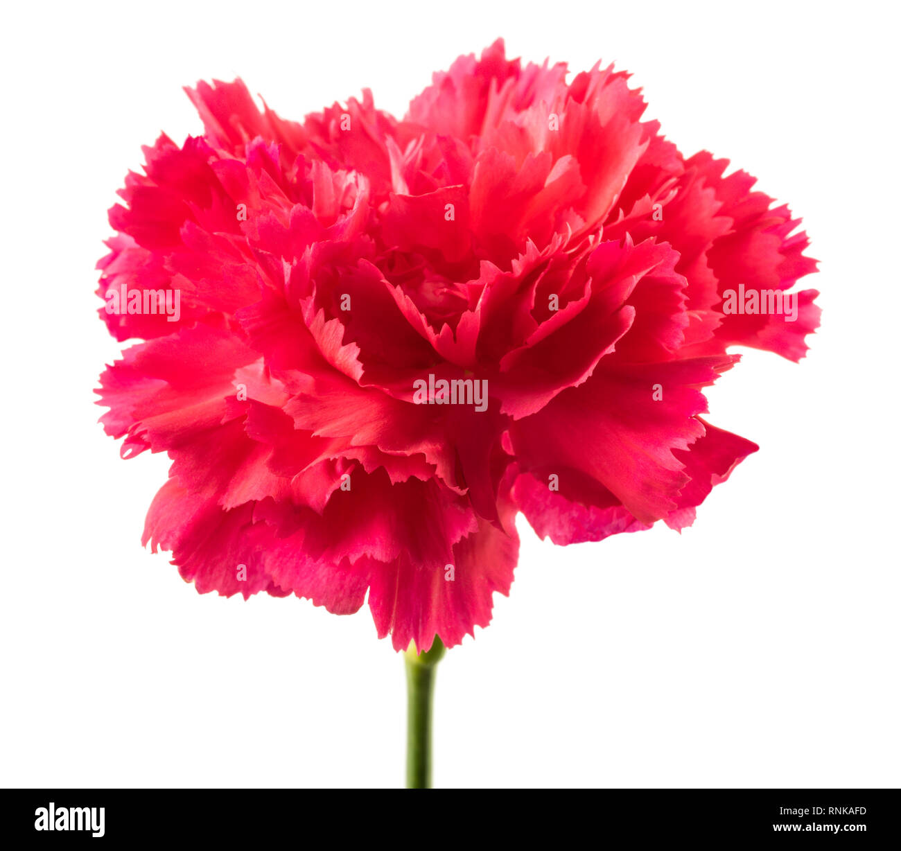 Pink carnation head isolated on white background Stock Photo Alamy
