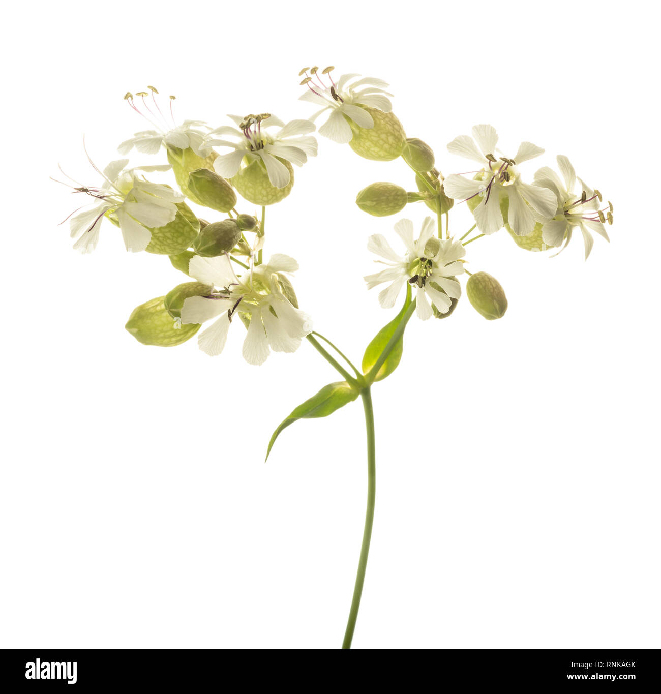 bladder campion flowers (Silene vulgaris) isolated on white Stock Photo