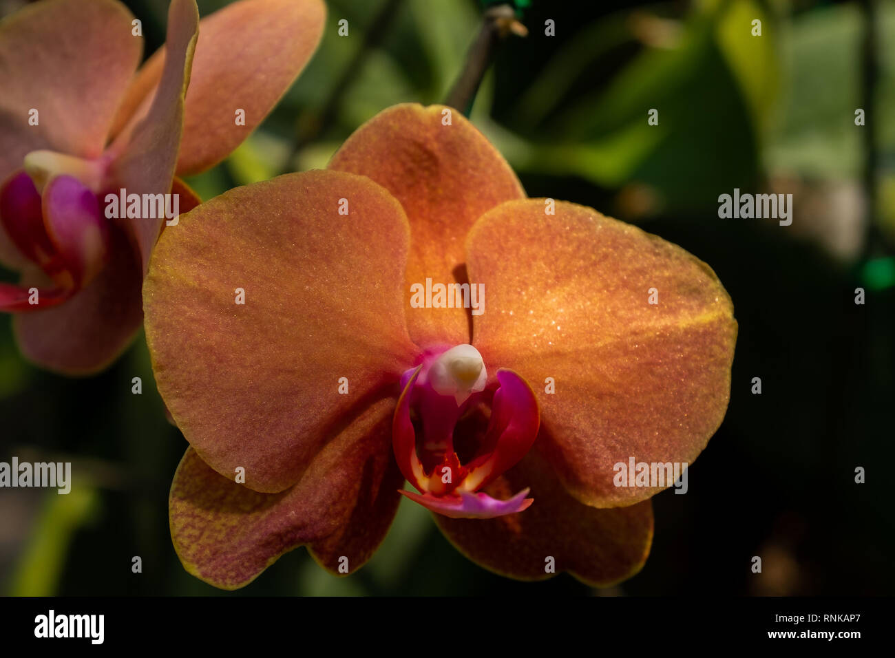 A close up of single orange Thai orchid flower head against a green foliage background Stock Photo