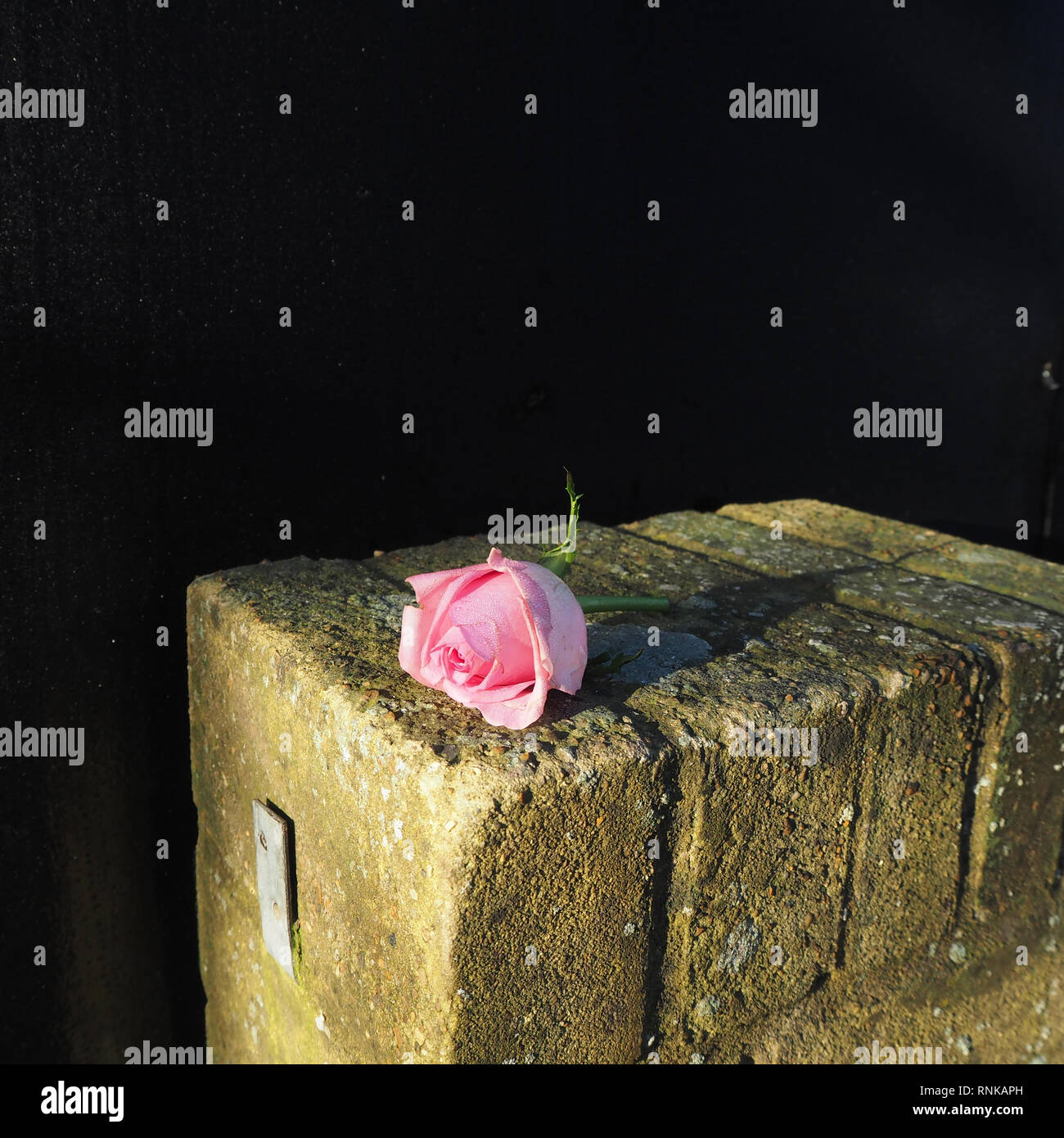 Pink rose lying on a brick wall Stock Photo