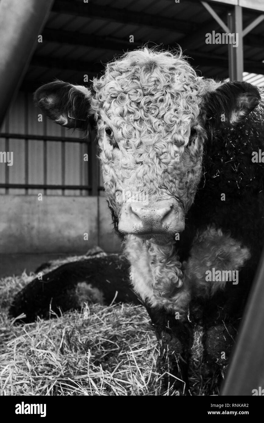 A close up shot of a hereford cow in barn shot through the bars of a ...