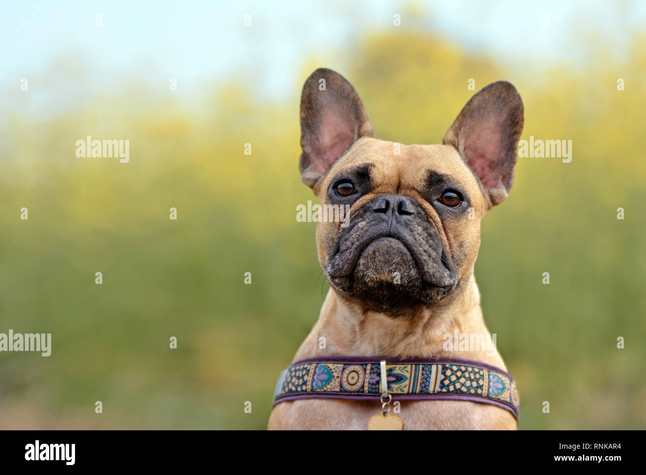 Fawn female hotsell french bulldog