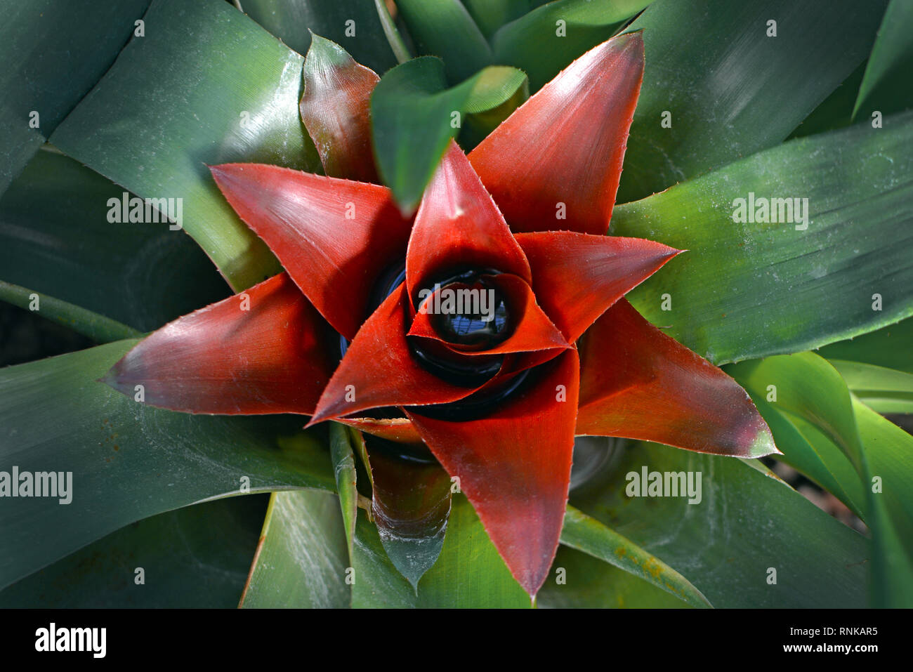 Close up of a beautiful red Bromelia Bromeliad flower in full bloom Stock Photo