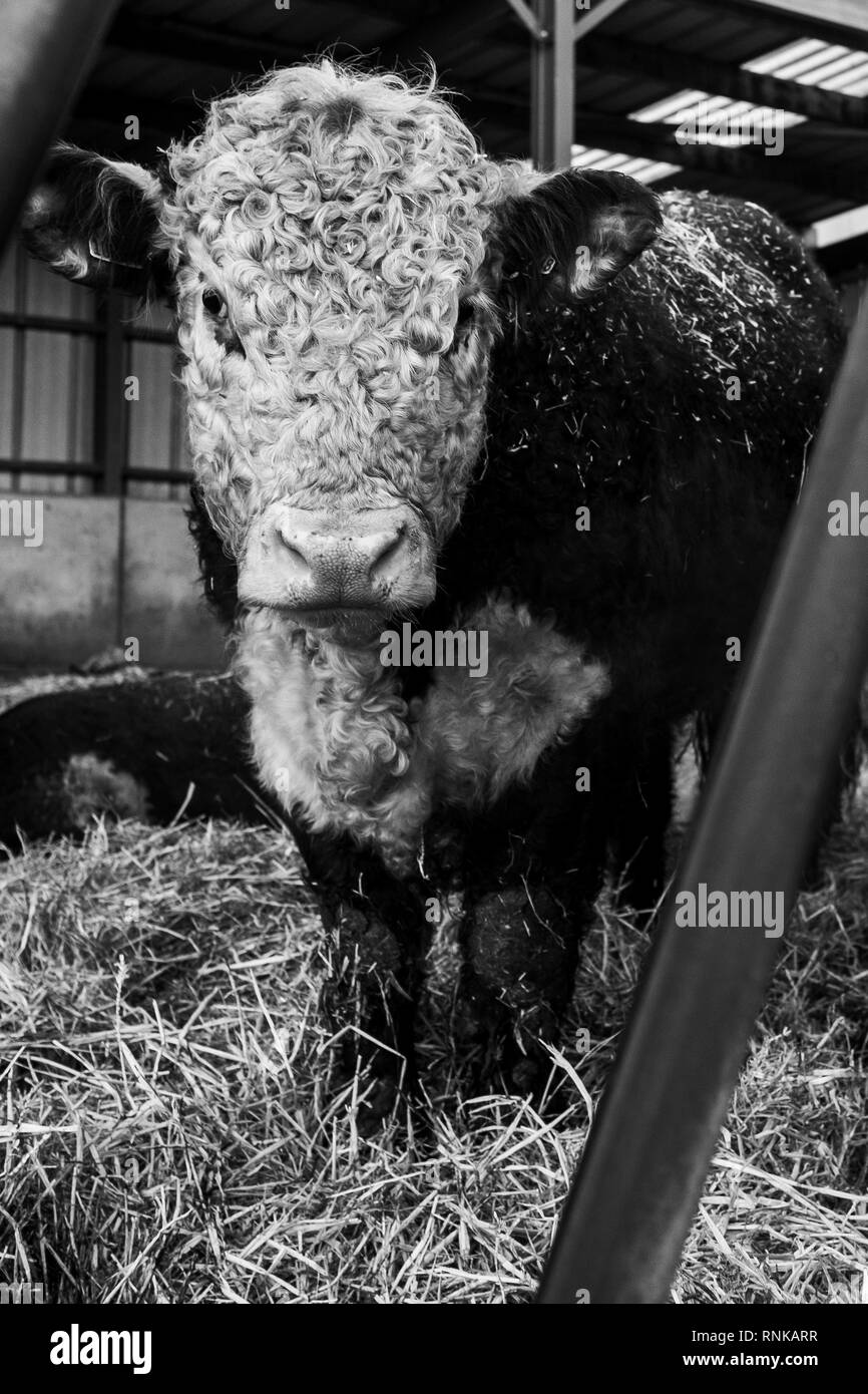 A hereford cow shot through the bars of a feeding trough in a barn Stock Photo