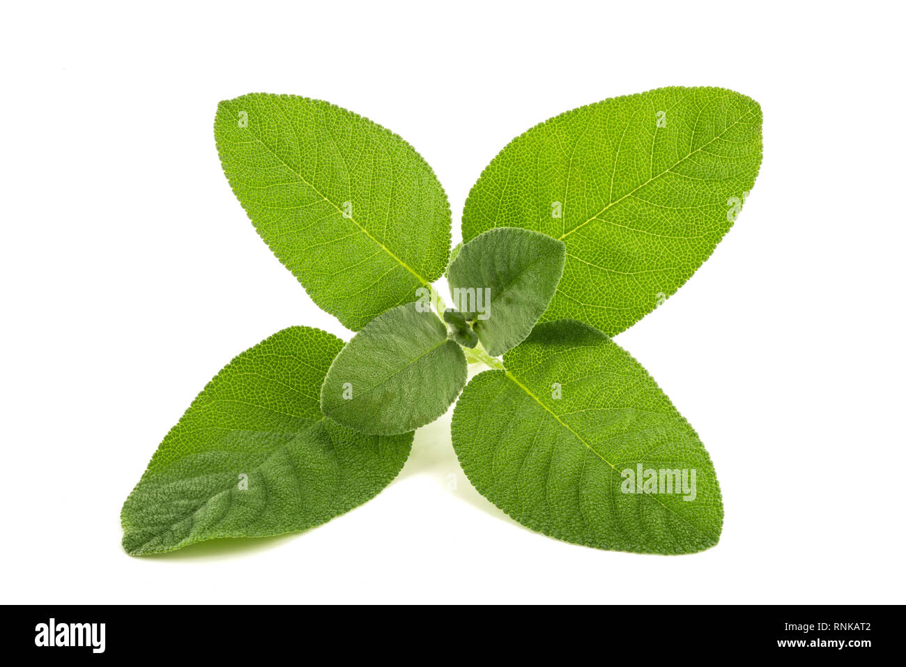 fresh sage isolated on white background Stock Photo
