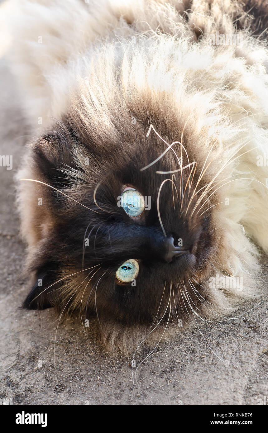 Cute cat with blue eyes. Close up photo Stock Photo - Alamy
