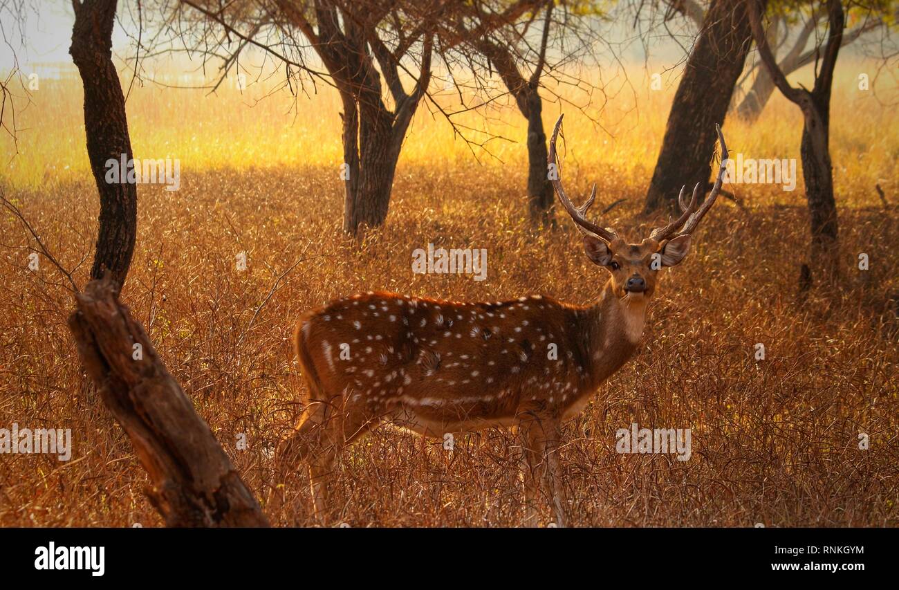 Spotted deer on Ranthambore Stock Photo