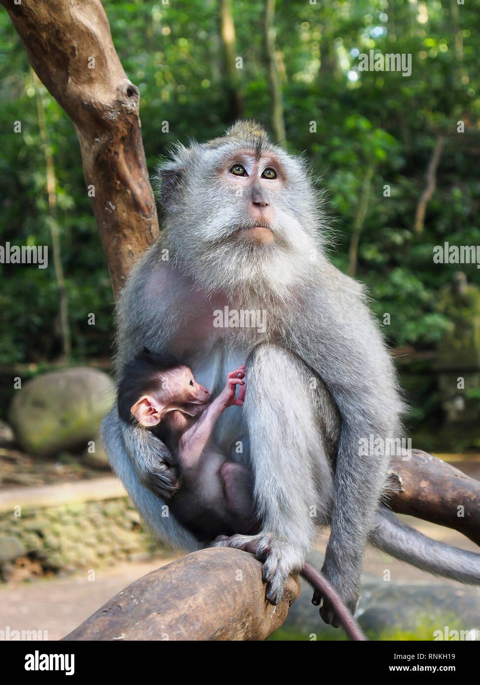 Photo Ark Home Crab Eating Macaque Or Long Tailed Macaque National Geographic Society