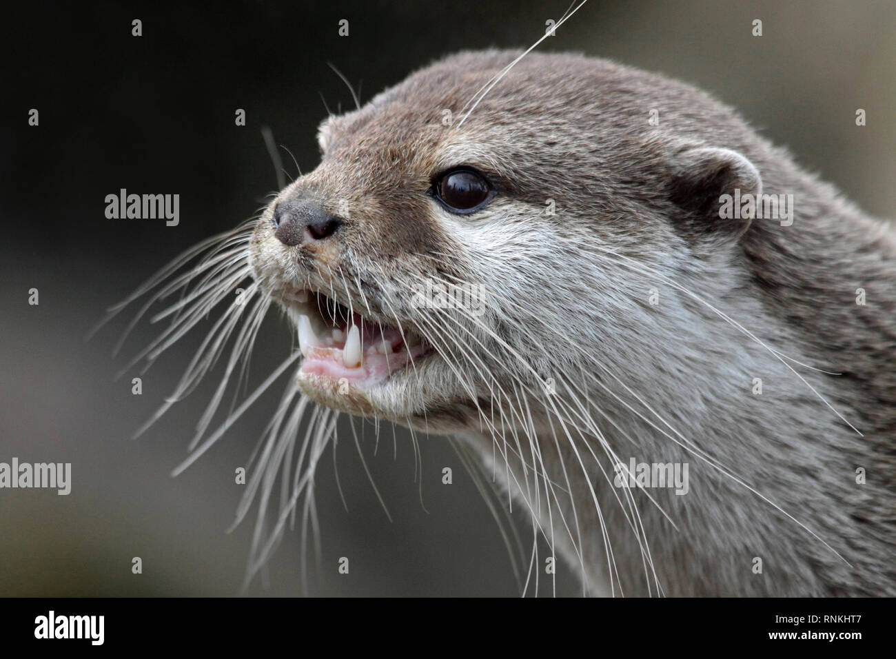 Asian Small-clawed otter (Amblonyx cinerea, syn. Aonyx cinereus), Stock Photo